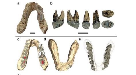 First human ancestors evolved in Europe, not Africa: Study | The Indian Express