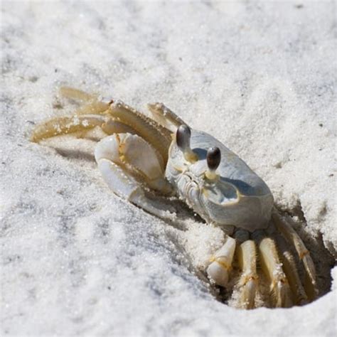 Alaskan crabbing season possibly cut shorter by government shutdown ...