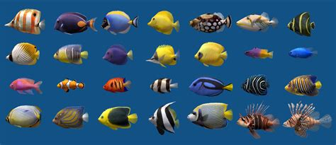 Types Of Saltwater Fish