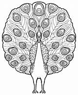 Peacock Body Parts Diagram Sketch Coloring Page sketch template