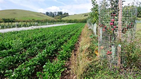 Grow Vegetables with Trees: Tips for Success