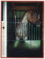 Horse Stall Door Guards / Race Gates for Horse Stalls