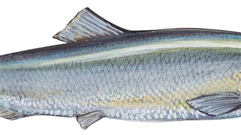 Atlantic herring | fish | Britannica