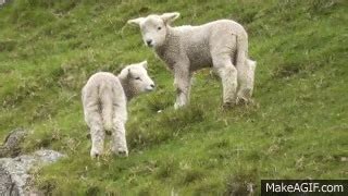 Lamb GIF - Find & Share on GIPHY