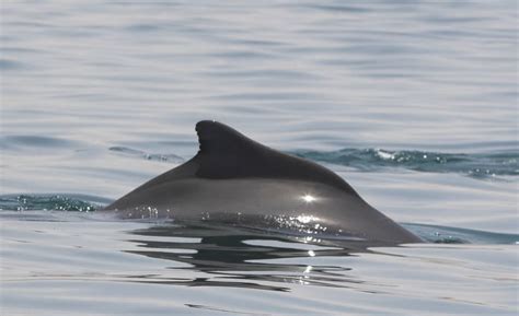 Atlantic humpback dolphin - Whale & Dolphin Conservation USA