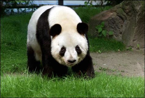 Osos pandas : Oso panda gigante