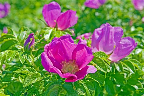 Growing and Caring for Rugosa Roses