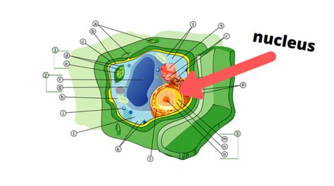 What part of a plant cell is used to make its own food? - Warner Thembsed