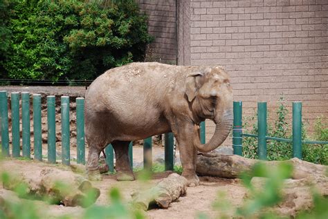 BELFAST ZOO | Animals, Cute animals, Zoo