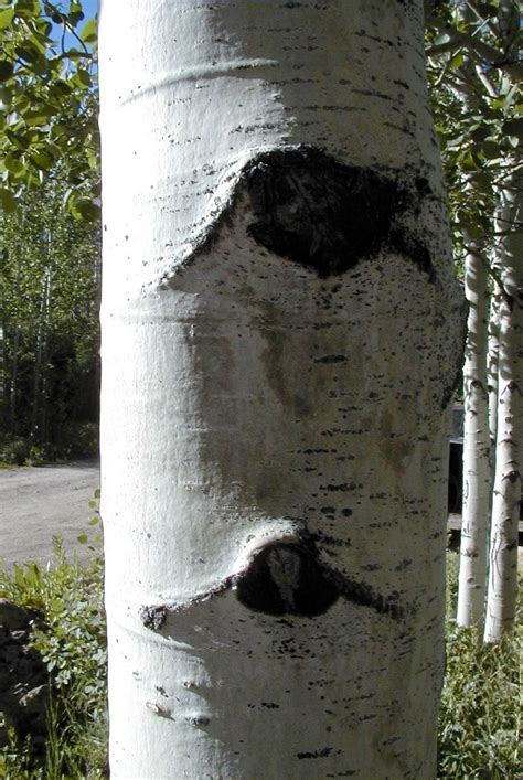 Aspen Tree Bark Damage - logwitt