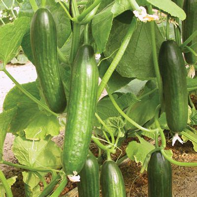 68 best Parthenocarpic Cucumbers images on Pinterest | Cucumber seeds ...