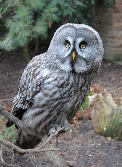 Gray White Snow Spotted Owl Close Up Photo · Free Stock Photo