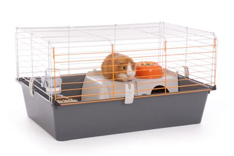 4 Different Types of Guinea Pig Cages » Petsoid