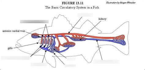 Circulatory System in a Fish Diagram | Quizlet