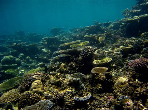 Colorful Coral Reef Bathala Island Maldives 2008 Stock Photo - Download ...