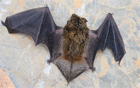 What Are The Largest Bat Species? | CP Bat Mitigation