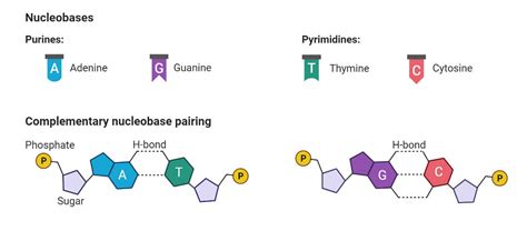 Nucleoside- Definition, Types, Structure, Functions