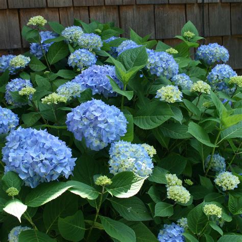 Hydrangea Macrophylla (Blue) – Plant – Plantslive