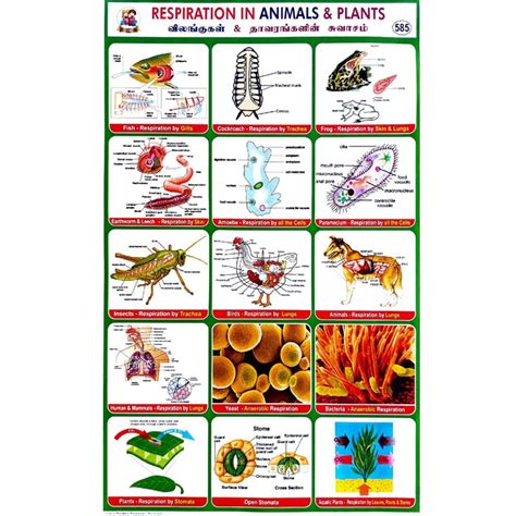 Respiration In Animals & Plants School Project Chart Stickers - Clickere