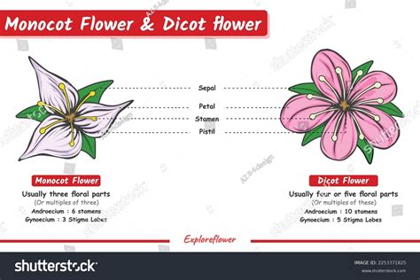 Differences Monocot Dicot Flower Ready Use: เวกเตอร์สต็อก (ปลอดค่า ...