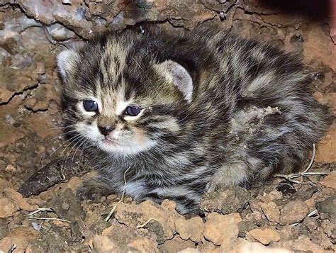 Saving the World’s Deadliest Cat - Cincinnati Zoo & Botanical Garden