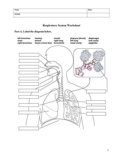 The Respiratory System Worksheet - Abhayjere.com