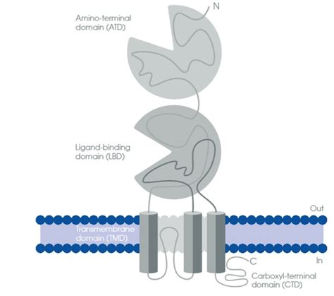 Ionotropic Glutamate Receptors