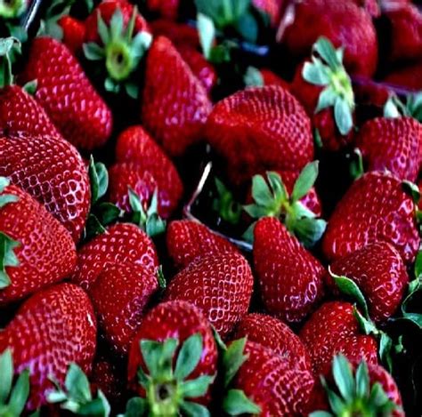 Mahabaleshwar Strawberry - GITAGGED® | A Wonderland of Fruits