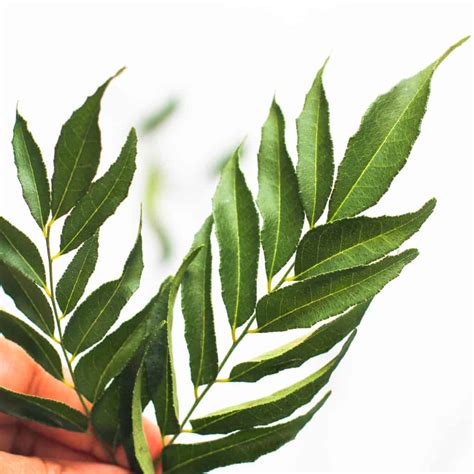 Curry Leaves - How to buy, use & store - Ministry of Curry