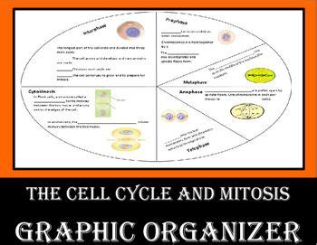 Mitosis | Cell cycle, Graphic organizers, Digital activities