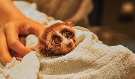 The Slow Loris Pet Trade | HuffPost UK News