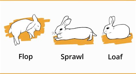 What Makes Rabbits Good Pets?