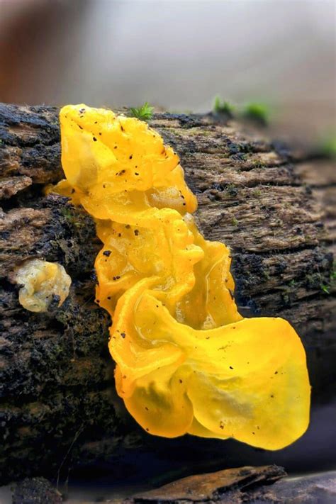 Witches' Butter: Species, Foraging, and Cooking This Odd Fungus - Mushroom Appreciation