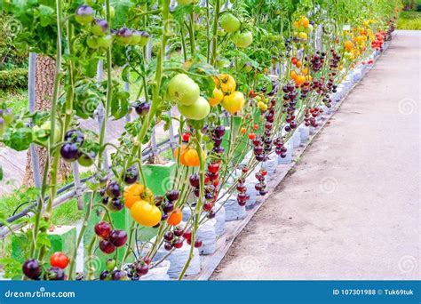 Purple Heirloom Tomatoes on the Vine in a Garden Stock Photo - Image of black, agriculture ...