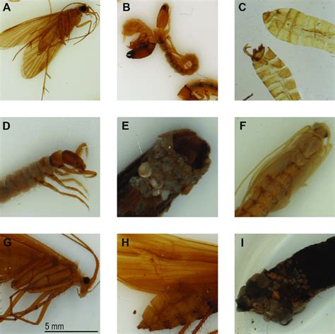 Example scans of different species and life stages of Essig Museum of... | Download Scientific ...