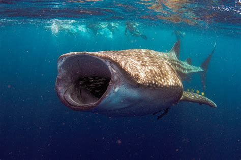 Whale Shark With Mouth Wide Open Feeding Stock Photo - Download Image ...