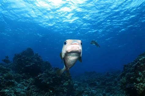 Manihi, diving off the beaten track in the Tuamotu Islands