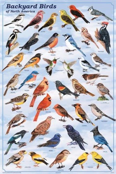 Amazon.com: Laminated Backyard Birds Print Poster 24x36: Posters & Prints