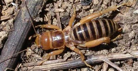 Potato Bug (Jerusalem Cricket): Bite, Facts, Pictures And More