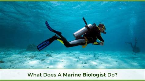 How Much Does A Marine Biologist Make in Australia