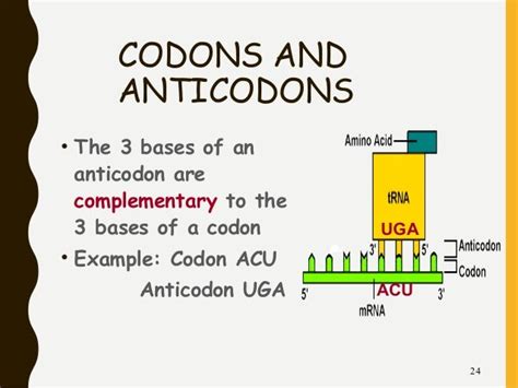 Central Dogma of DNA ANDRES