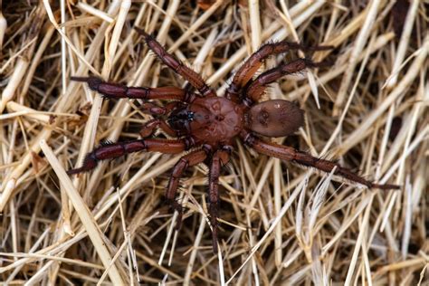 Woodlouse Spider (UK) - Identification and Facts