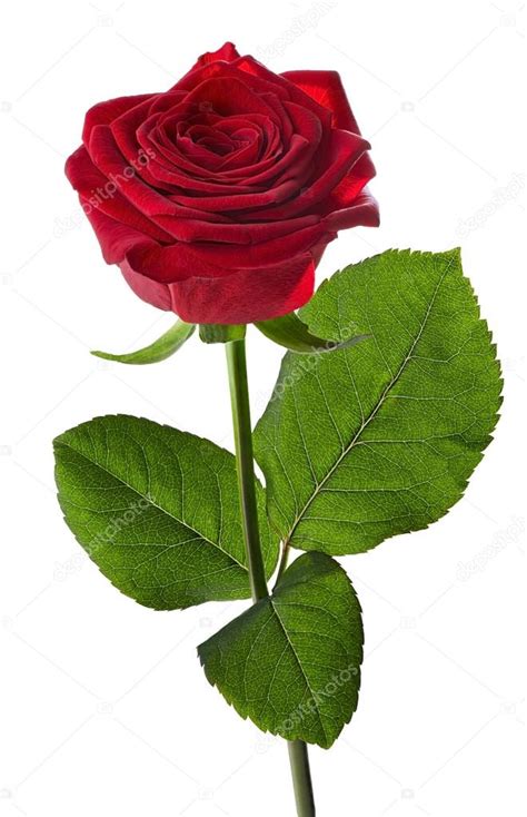 Red rose on stem standing — Stock Photo © Greatstock #71453703