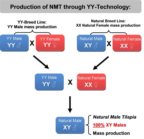 YY-Technology Explained