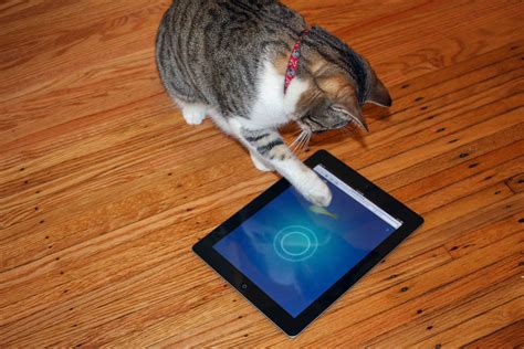 Amuse Your Feline Friend with the 5 Best Apps for Cats and Cat Owners | Digital Trends