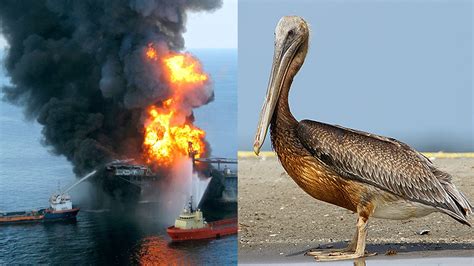 Deepwater Horizon: Ten Years After America's Biggest Oil Spill Disaster ...