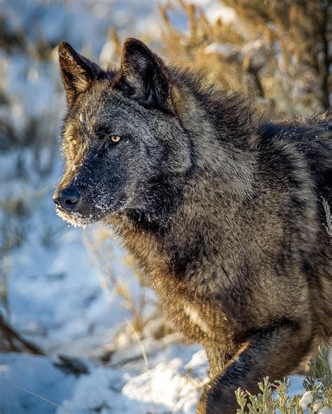 Young wolf on the prowl in Yellowstone National Park. Probably the most surreal and memorable ...