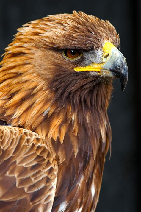 Male Golden Eagle | Birds | Wildlife | Photography By Martin Eager | Runic Design