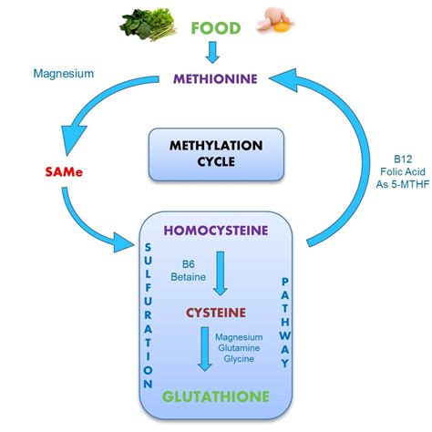 METHYLATION SULPHATION