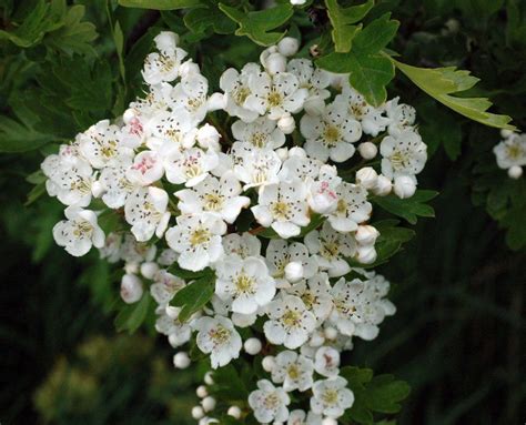 A beautiful spray of May blossom, or Hawthorn, looks like a bridal bouquet | May birth flowers ...